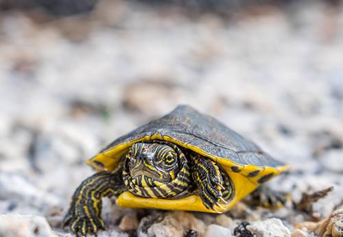 Turtle crawling over rocks.